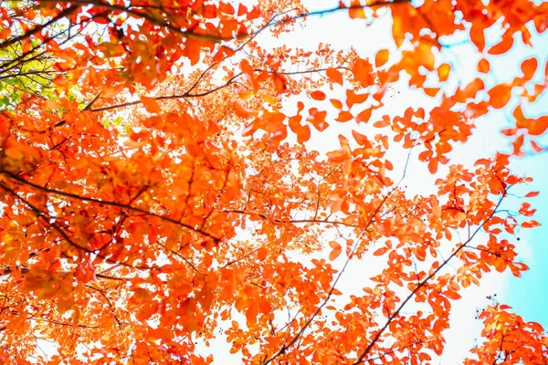 Feuilles Automne Rouges Orange Colorées Image Fond Automne Feuilles Arbre — Photo