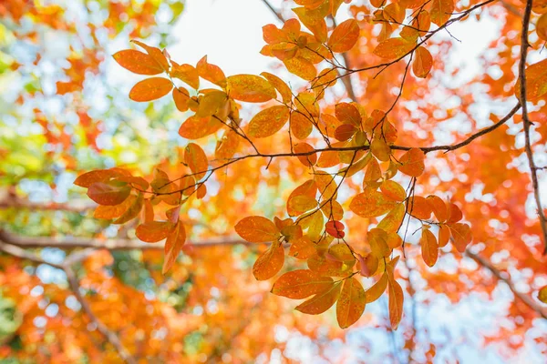 Feuilles Automne Rouges Orange Colorées Image Fond Automne Feuilles Arbre — Photo