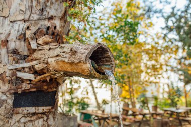Doğal ahşap ağaç çeşmesi. Kayalık deredeki ahşap oluktan akan dağ pınarı suyu. Doğal parktaki ya da bahçedeki ağaç ya da ağaçtan oyulmuş çeşme. 
