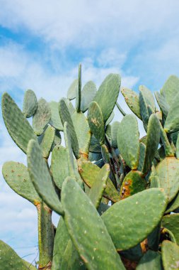 Yeşil kaktüs ağacı yaprakları. Barbar incir ağacı (opuntia ficus indica) ya da dikenli armut kaktüsü yaprağı desen arkaplanı. Kaktüs dokusu arkaplanını kapat.
