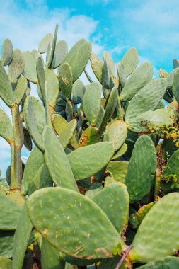 Yeşil kaktüs ağacı yaprakları. Barbar incir ağacı (opuntia ficus indica) ya da dikenli armut kaktüsü yaprağı desen arkaplanı. Kaktüs dokusu arkaplanını kapat.
