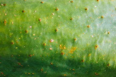 Yeşil kaktüs ağacı yaprakları. Barbar incir ağacı (opuntia ficus indica) ya da dikenli armut kaktüsü yaprağı desen arkaplanı. Kaktüs dokusu arkaplanını kapat.