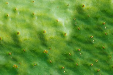 Yeşil kaktüs ağacı yaprakları. Barbar incir ağacı (opuntia ficus indica) ya da dikenli armut kaktüsü yaprağı desen arkaplanı. Kaktüs dokusu arkaplanını kapat.