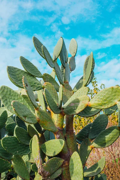 Green cactus tree leaves. Barbary fig (opuntia ficus indica) or prickly pear cactus leafs texture pattern background. Close up cactus texture background.