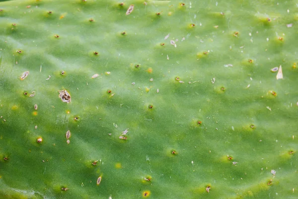 Groene Cactusboombladeren Barbaarse Vijg Opuntia Ficus Indica Stekelige Peer Cactus — Stockfoto