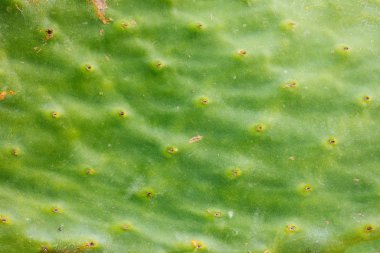 Yeşil kaktüs ağacı yaprakları. Barbar incir ağacı (opuntia ficus indica) ya da dikenli armut kaktüsü yaprağı desen arkaplanı. Kaktüs dokusu arkaplanını kapat.