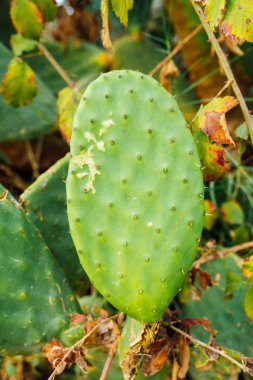 Yeşil kaktüs ağacı yaprakları. Barbar incir ağacı (opuntia ficus indica) ya da dikenli armut kaktüsü yaprağı desen arkaplanı. Kaktüs dokusu arkaplanını kapat.