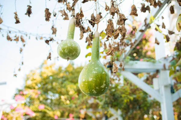 Bottle gourd or calabash hanging on a vine or tree.