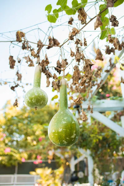 Bottle gourd or calabash hanging on a vine or tree.