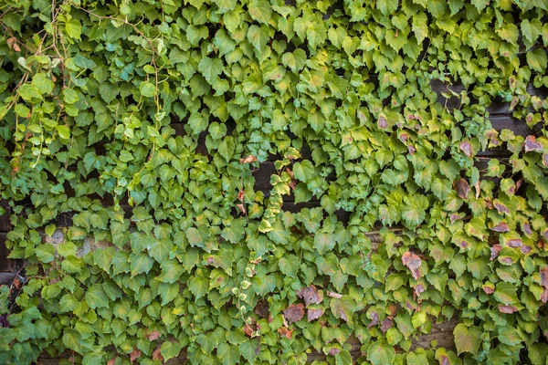 Zeď Pokrytá Ivy Hedera Helix Ivy Textura Živý Plot Pozadí — Stock fotografie