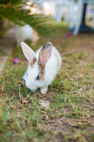 Cute Little White Baby Rabbit Green Grass Meadow Little Rabbit — ストック写真