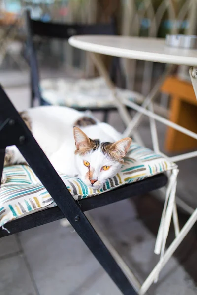 Şirin Beyaz Kedi Yalan Söylüyor Oturuyor Kafede Evde Sandalyede Uyuyor — Stok fotoğraf