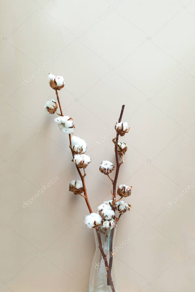Branches of cotton balls flowers in vase. Textile or agriculture concept image