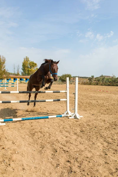 Bay Brown Racehorse Jumping Fences Horse Jumping Obstacle Training Exercise — Stock Photo, Image