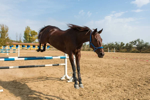 Braune Rennpferde Die Über Die Zäune Springen Pferde Springen Während — Stockfoto