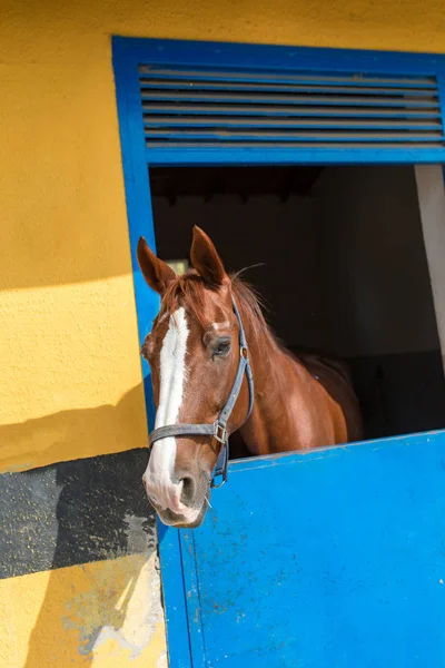 Caballo Joven Hermoso Fuerte Caballo Carreras Marrón Laurel Establo Semental — Foto de Stock