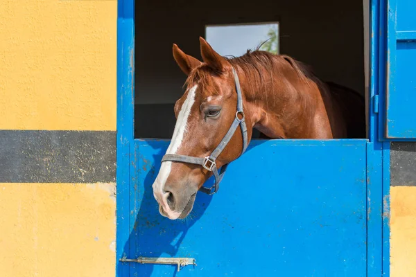 Caballo Joven Hermoso Fuerte Caballo Carreras Marrón Laurel Establo Semental — Foto de Stock