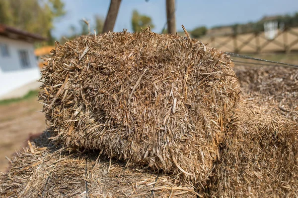 Hay or dry straw texture surface background. Dry straw or reeds texture. Straw or hay bale texture background as an agriculture farm and farming symbol of harvest time. Piles of hay on old horse car in farm at harvest season.