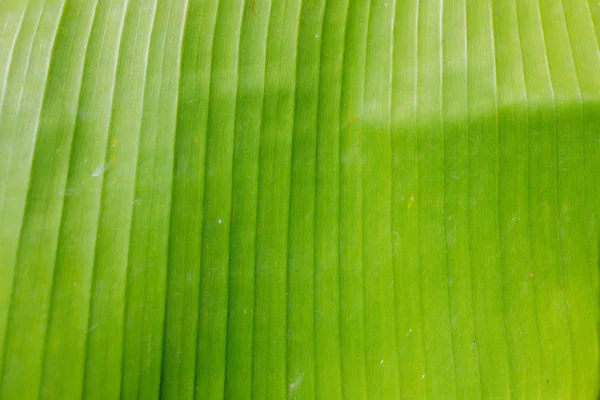 Tropical Green Yellow Banana Leaves Banana Trees Texture Surface Background — ストック写真