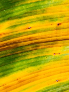 Tropikal yeşil ya da sarı muz yaprakları ve muz ağaçları yüzey dokusu. Yaz ya da tropik arka plan konsept görüntüsü. Muz yapraklarıyla ilgili detaylar. Büyük palmiye yaprakları açık yeşil arka plan