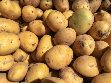 Yığınla ya da bir grup olgunlaşmış gmo organik sarı ya da altın patatesli arka plan. Markette patates