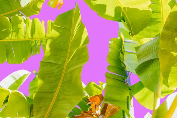Trópusi Zöld Vagy Sárga Banánlevelek Banánfák Textúra Felületi Háttér Nyári — Stock Fotó