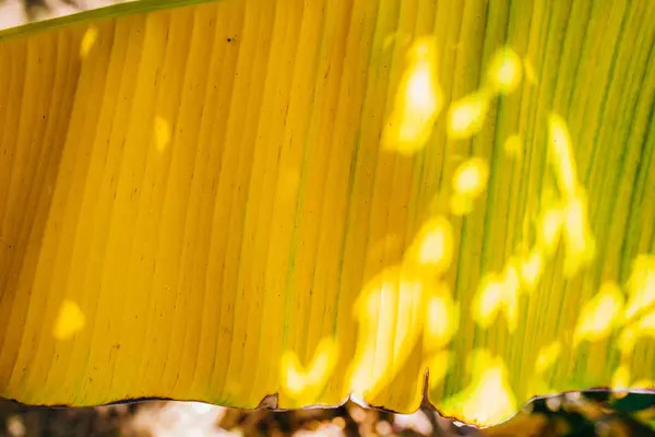 Folhas Banana Tropicais Verdes Amarelas Árvores Banana Textura Superfície Fundo — Fotografia de Stock