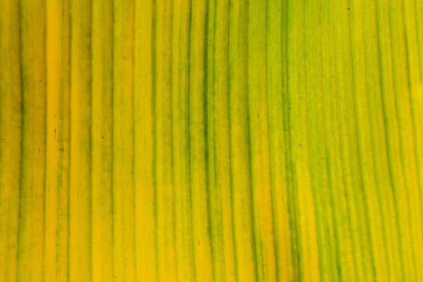热带绿色或黄色的香蕉叶和香蕉树质感表面背景 夏季或热带背景概念图像 香蕉叶的细节 大棕榈叶自然浅绿色背景 — 图库照片
