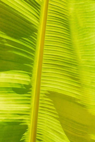 Folhas Banana Tropicais Verdes Amarelas Árvores Banana Textura Superfície Fundo — Fotografia de Stock