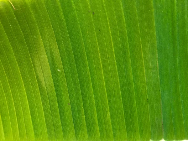 Tropical Green Yellow Banana Leaves Banana Trees Texture Surface Background — ストック写真