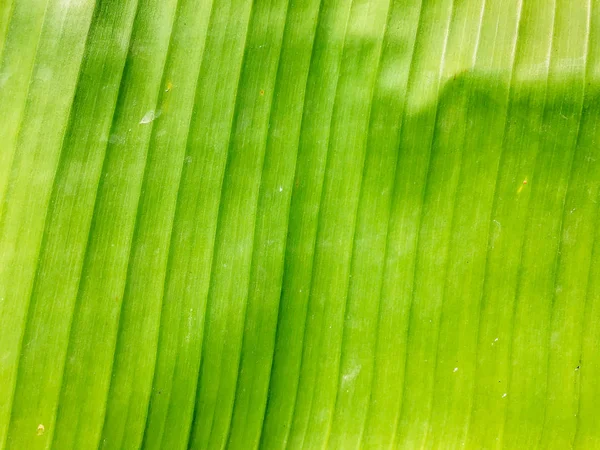 Tropical Green Yellow Banana Leaves Banana Trees Texture Surface Background — ストック写真