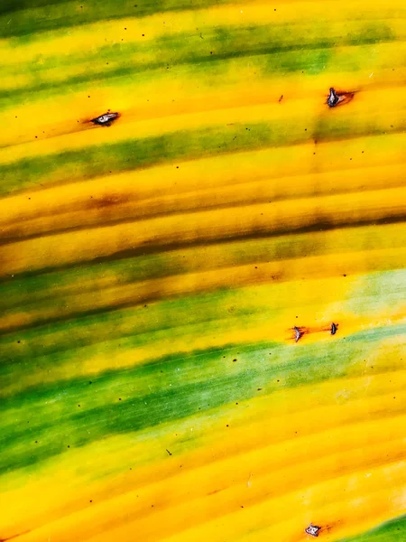 Tropiska Gröna Eller Gula Bananblad Och Bananträd Textur Yta Bakgrund — Stockfoto