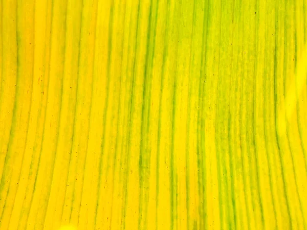 热带绿色或黄色的香蕉叶和香蕉树质感表面背景 夏季或热带背景概念图像 香蕉叶的细节 大棕榈叶自然浅绿色背景 — 图库照片