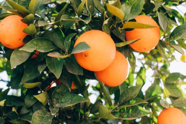 Ripe orange fruits hanging on a tree in the farm. citrus fruits on the branches. this oranges on citrus tree branches
