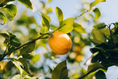 Ripe lemon fruits hanging on a tree in the farm. citrus fruits on the branches. this lemons on citrus tree branches