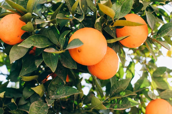 Ripe Orange Fruits Hanging Tree Farm Citrus Fruits Branches Oranges — Stock Photo, Image