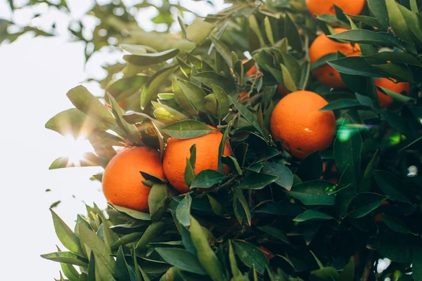 Ripe Orange Fruits Hanging Tree Farm Citrus Fruits Branches Oranges — Stock Photo, Image