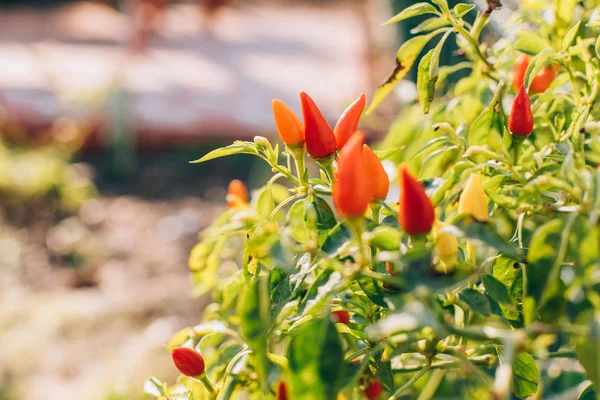 Pimientos Rojos Ornamentales Vegetales Jardín Campo Granja Pimiento Enano Capsicum —  Fotos de Stock