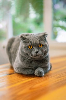 Kameraya bakan sevimli ve güzel bir kedi. Bu İngiliz kısaltması veya İskoç gri kedisi..
