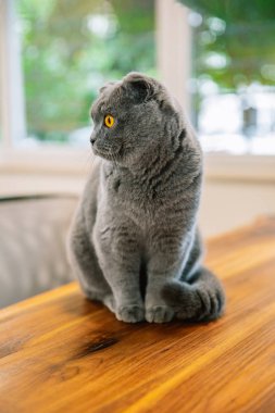 Cute and beautiful cat. This is british shorthair or scottish fold gray cat. clipart