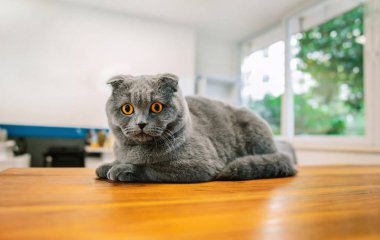 Kameraya bakan sevimli ve güzel bir kedi. Bu İngiliz kısaltması veya İskoç gri kedisi..