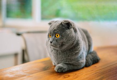 Şirin ve güzel bir kedi. Bu İngiliz kısaltması veya İskoç gri kedisi..