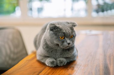 Şirin ve güzel bir kedi. Bu İngiliz kısaltması veya İskoç gri kedisi..