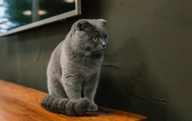 Şirin ve güzel bir kedi. Bu İngiliz kısaltması veya İskoç gri kedisi..