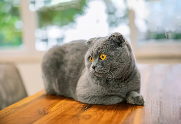 Şirin Güzel Bir Kedi Ngiliz Kısaltması Veya Skoç Gri Kedisi — Stok fotoğraf