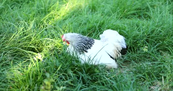 White free range Chicken grazing on the grass in the chicken farm. — Stock Video