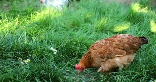 Frango e galo pastando na grama na fazenda de galinhas . — Vídeo de Stock