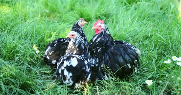 Černý volný výběh Kuřata a kohout pasoucí se na trávě v drůbeží farmě. — Stock video