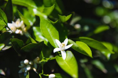 Yazın güneşli bir günde portakal ağacında güzel portakal çiçekleri ve çiçekler.