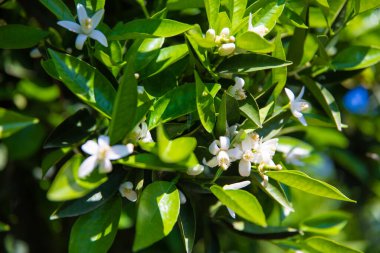 Yazın güneşli bir günde portakal ağacında güzel portakal çiçekleri ve çiçekler.